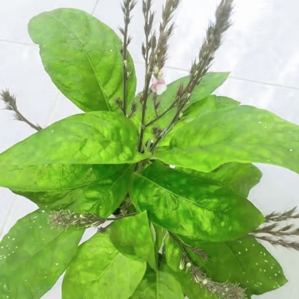 

DAUN GEMPUR BATU 250GRAM