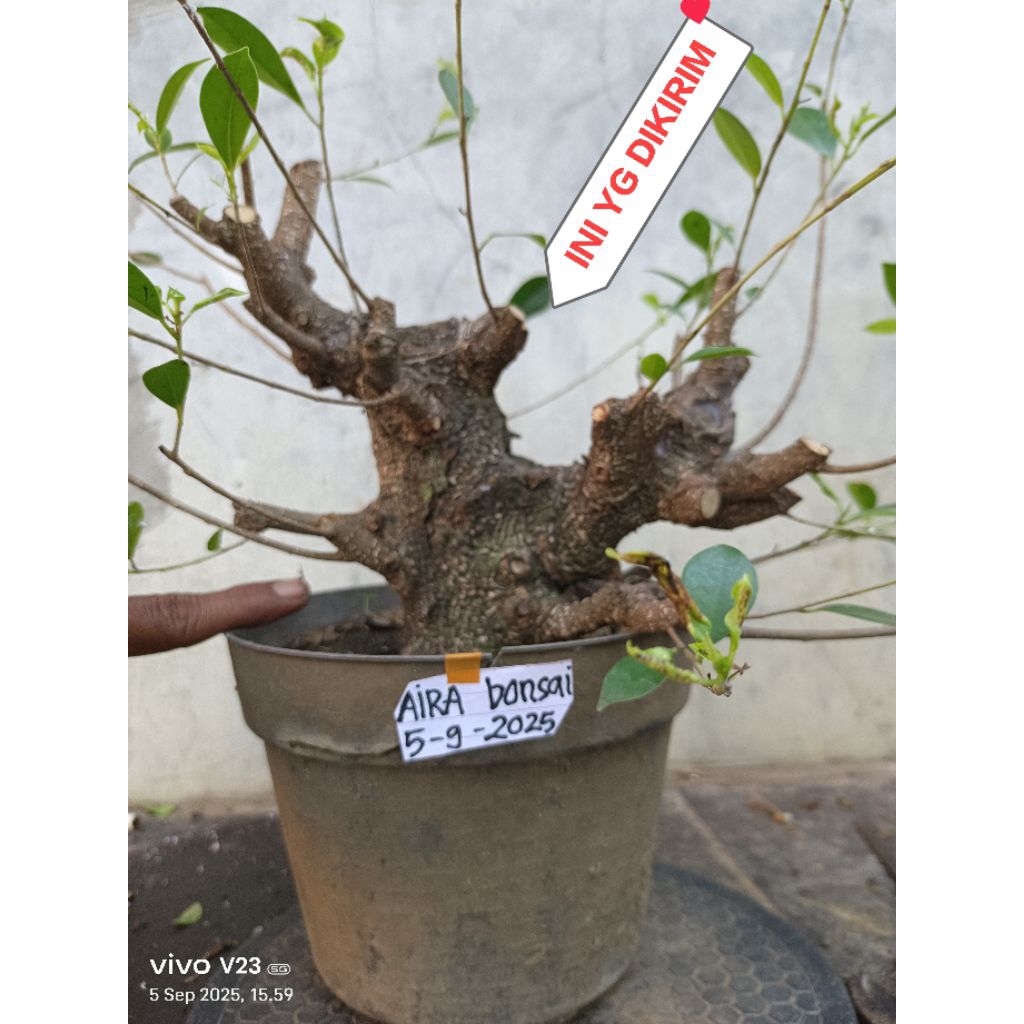 bahan bonsai kimeng super  the max