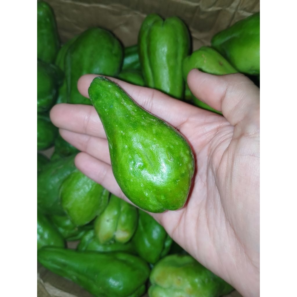 

Labu Siam Kecil 250 gr Ukuran Baby Langsung Petik dari Kebun