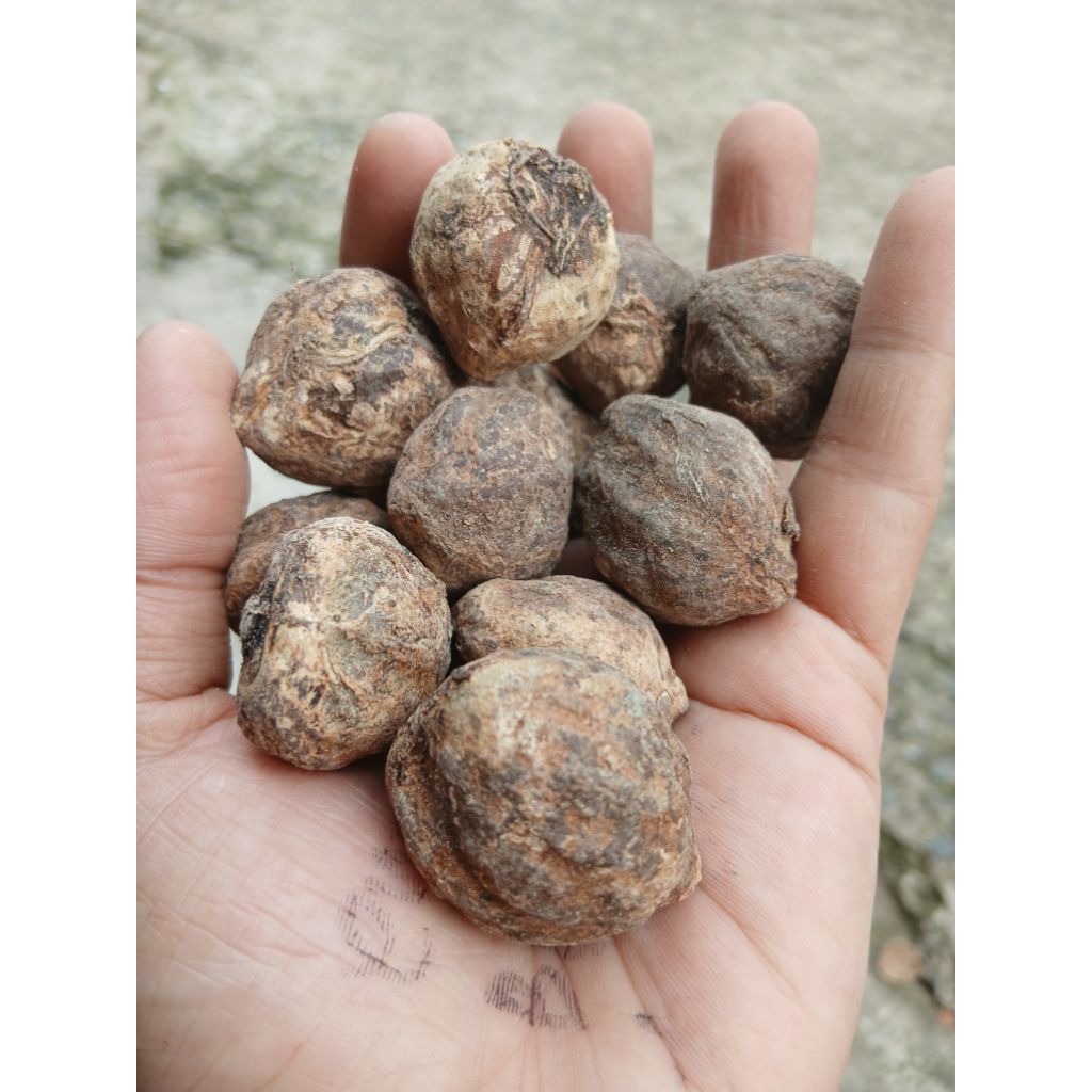 

1KG KEMIRI UTUH KUALITAS PREMIUM