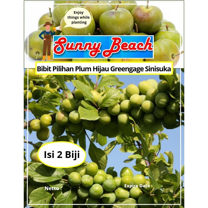 Bibit Pilihan Plum Hijau Greengage Sinisuka | BIji Benih Plum Greengage | Plum Hijau