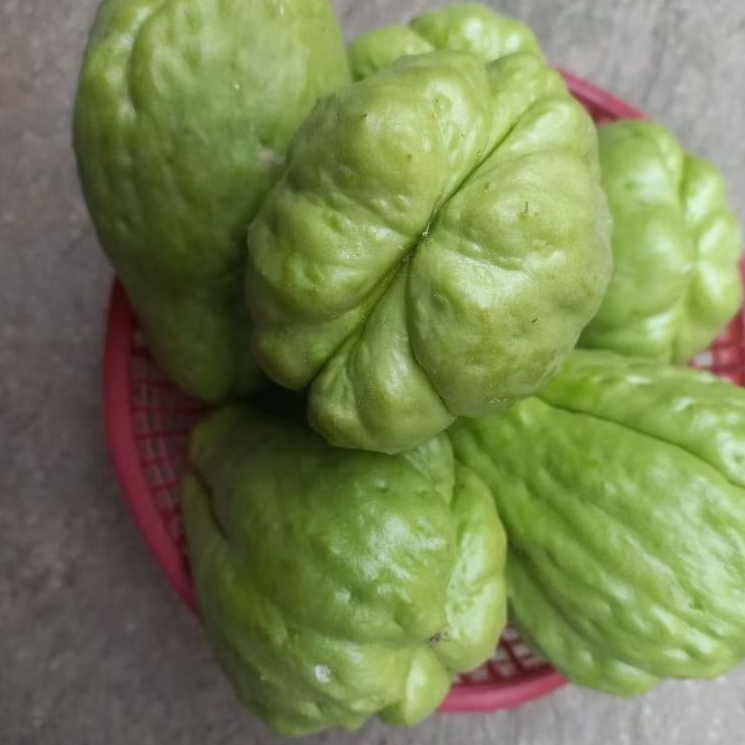 

LABU SIAM LABU AIR JEPAN JIPANG grade A