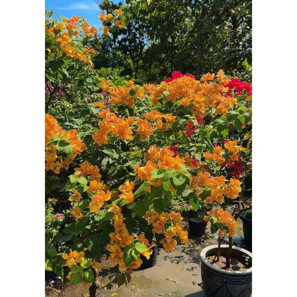 Bougenville golden rush