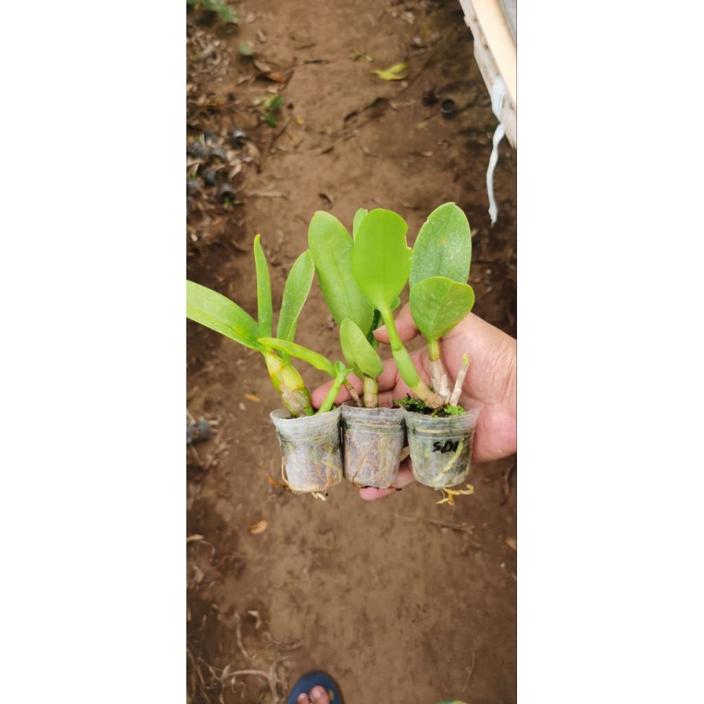 Seedling Anggrek No Id