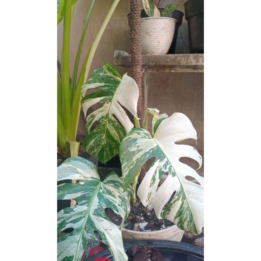 Monstera white tiger