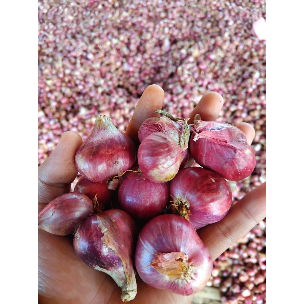 

bawang merah nganjuk