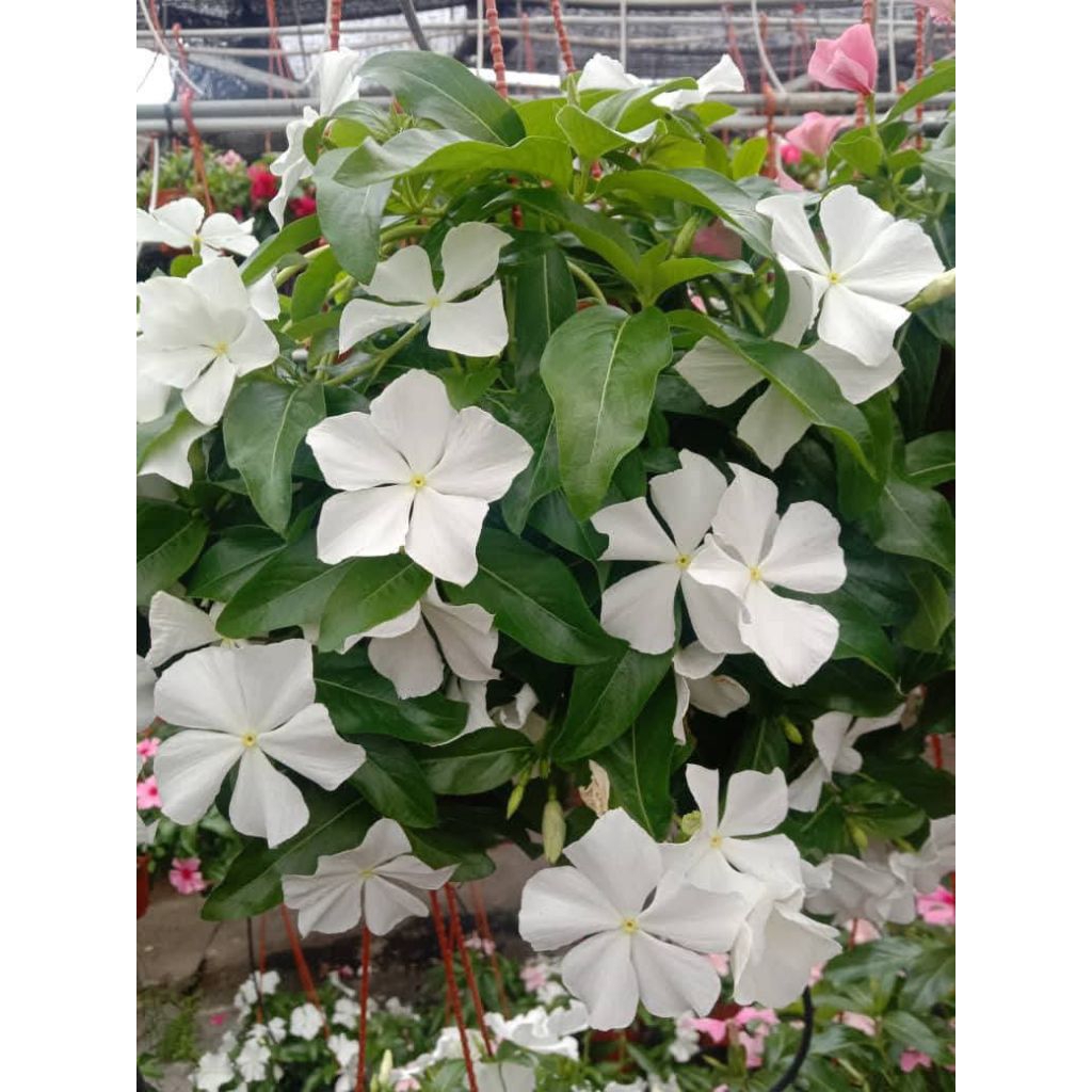 Plant/tanaman-bunga(bukan biji) VINCA Periwinkle(Tapak dara) PUTIH TULANG IMPORT rimbun
