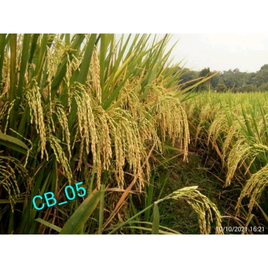 Benih Padi Cakrabuana Berkualitas Unggul 1kg