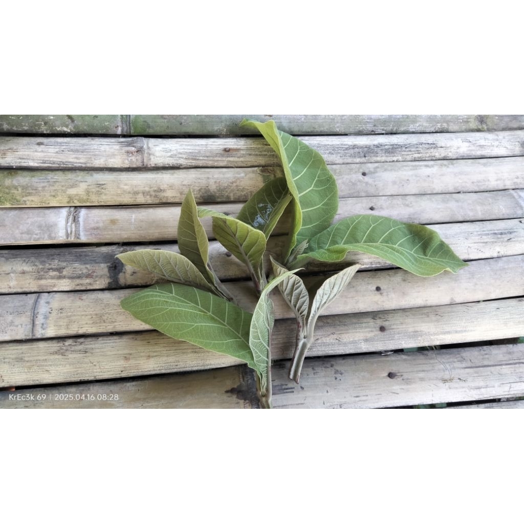 

daun jati muda