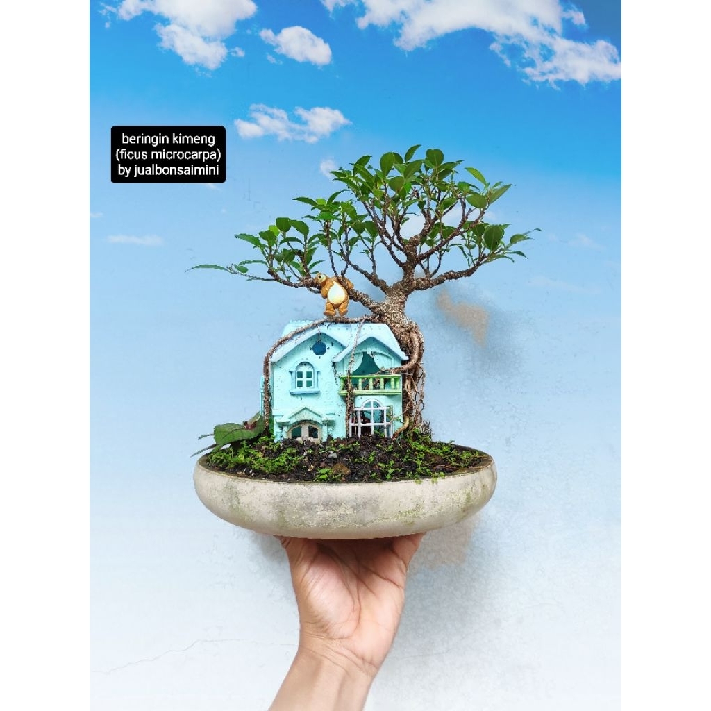 bonsai beringin kimeng