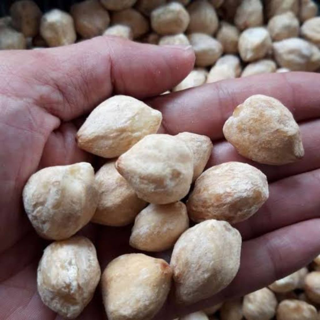 

Kemiri (Candlenut) Tradisional Food for Make Rich Flavor