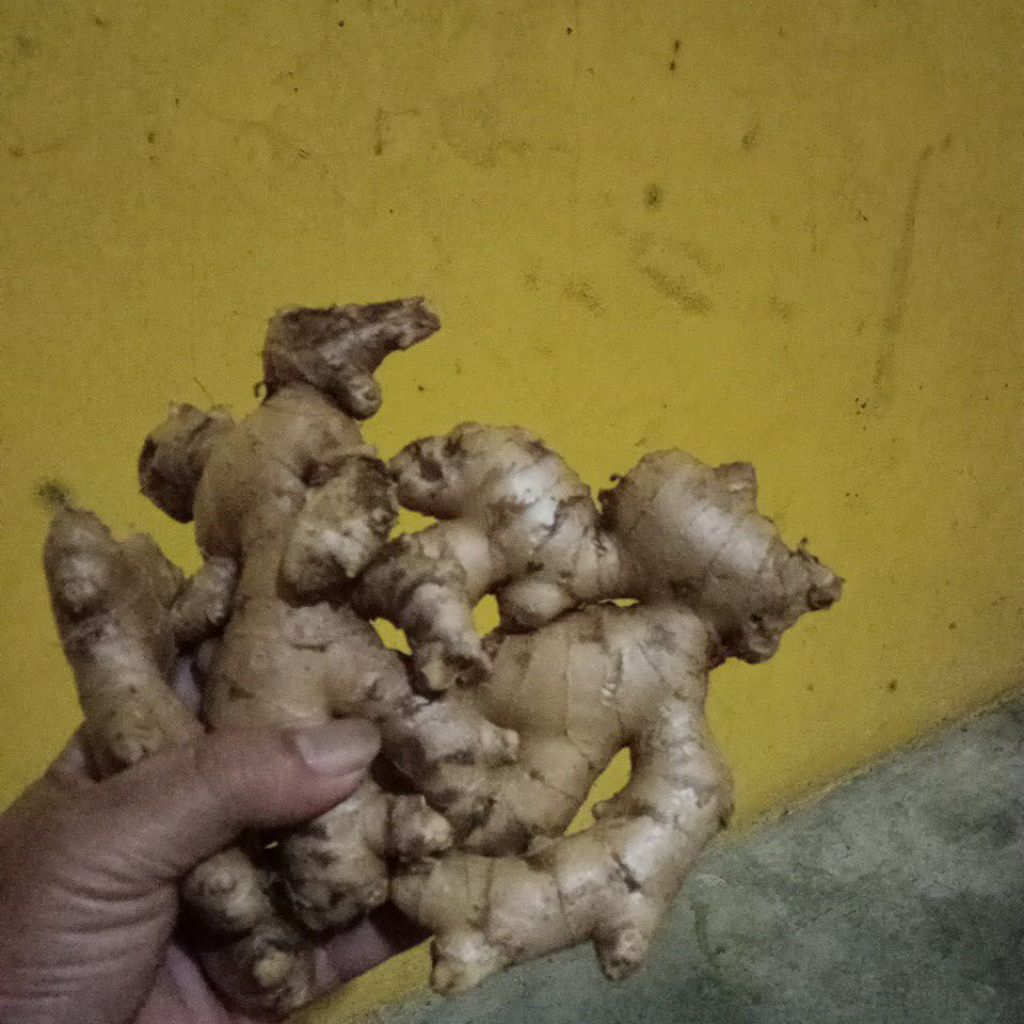 

jahe gajah segar,fres,,1 kg