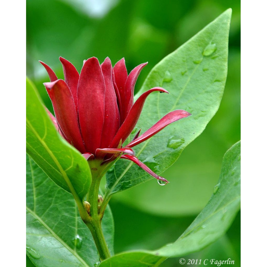 Tanaman Hias Bunga Kantil Cempaka Merah/Pohon Bunga Kantil Cempaka Merah