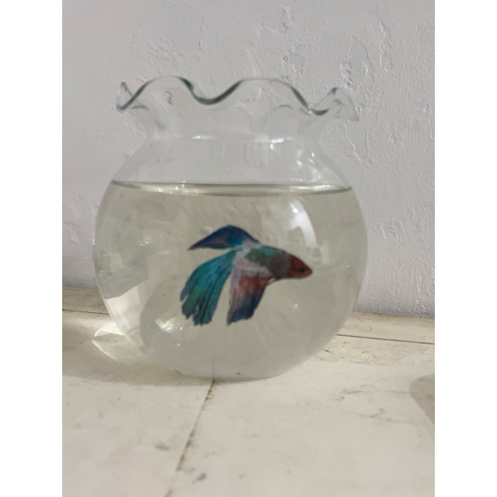 Ikan Hias Super Rare Limited