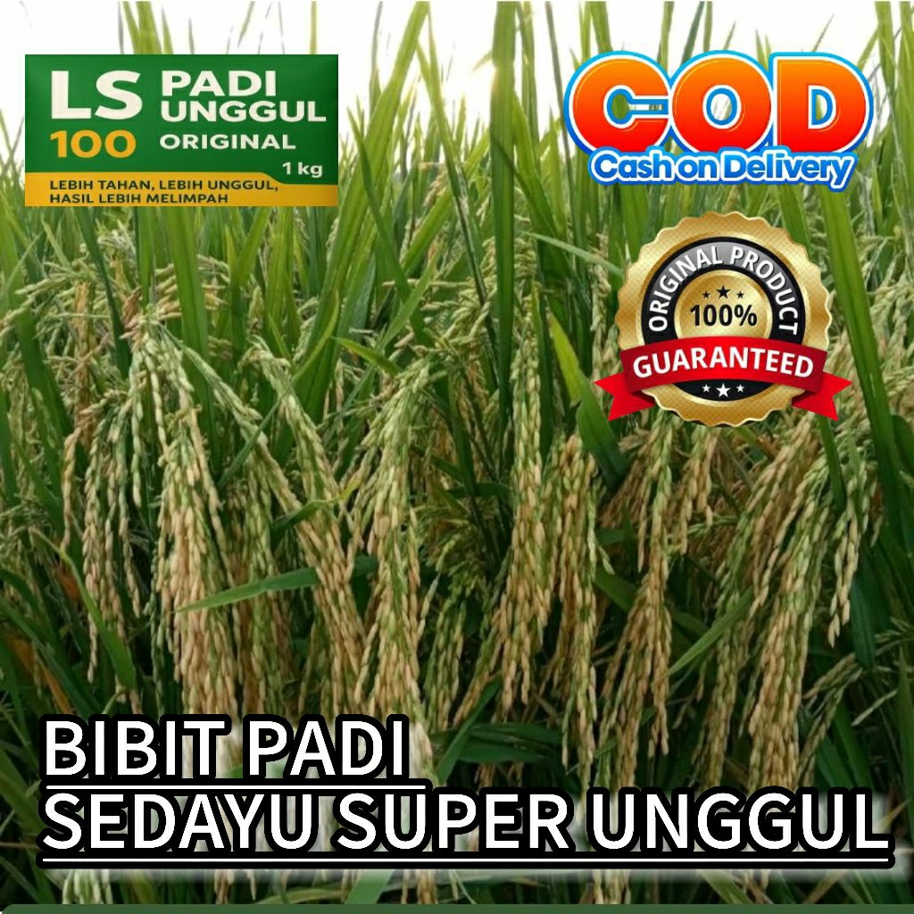 bibit padi sedayu terbaru 1 kg