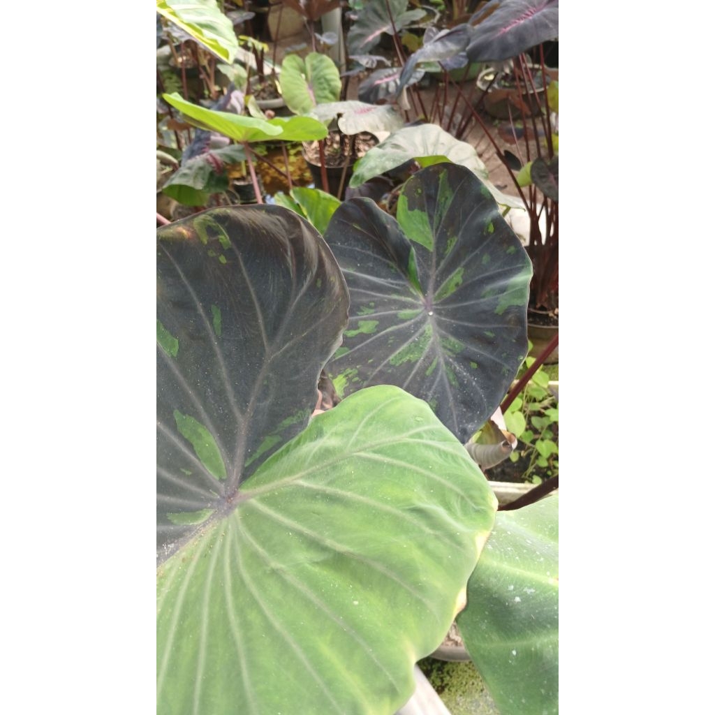 Colocasia_Black_Marble