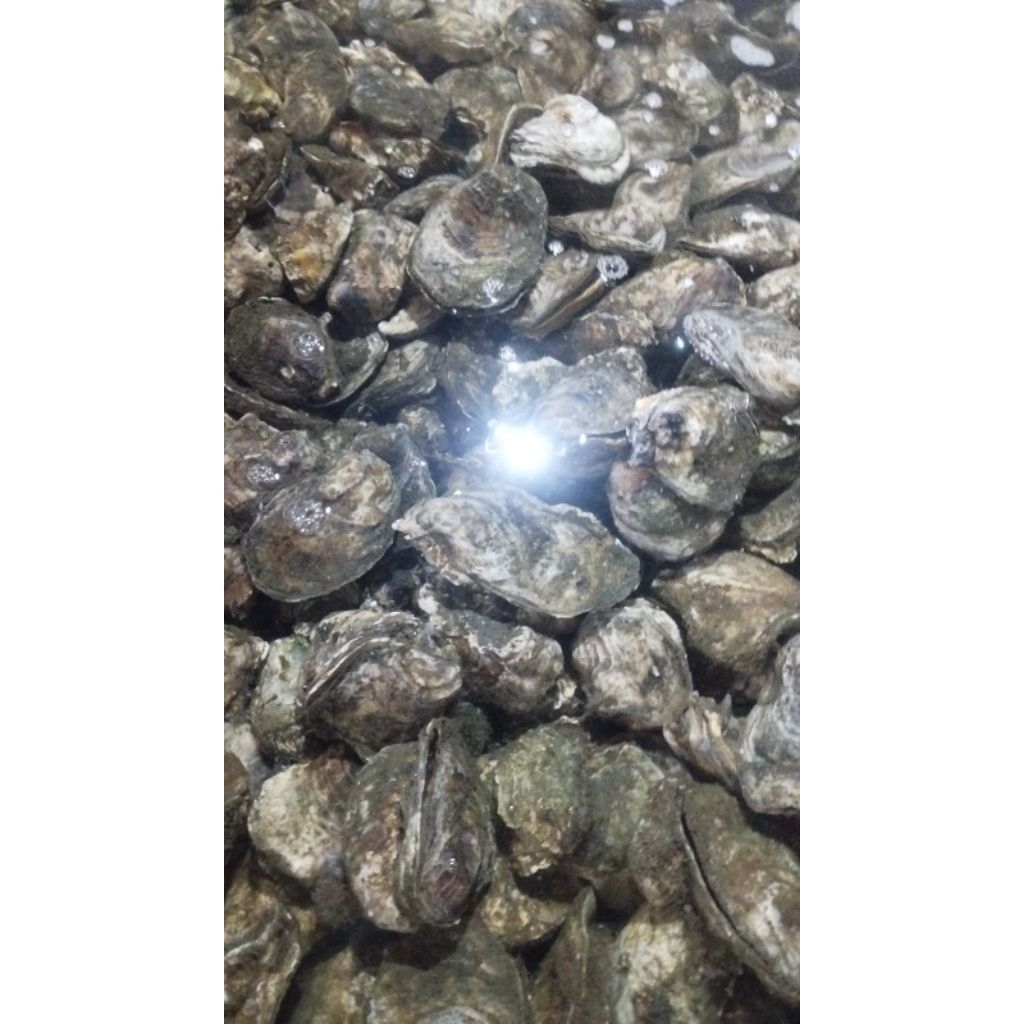 

Kerang Tiram kupas oyster fress
