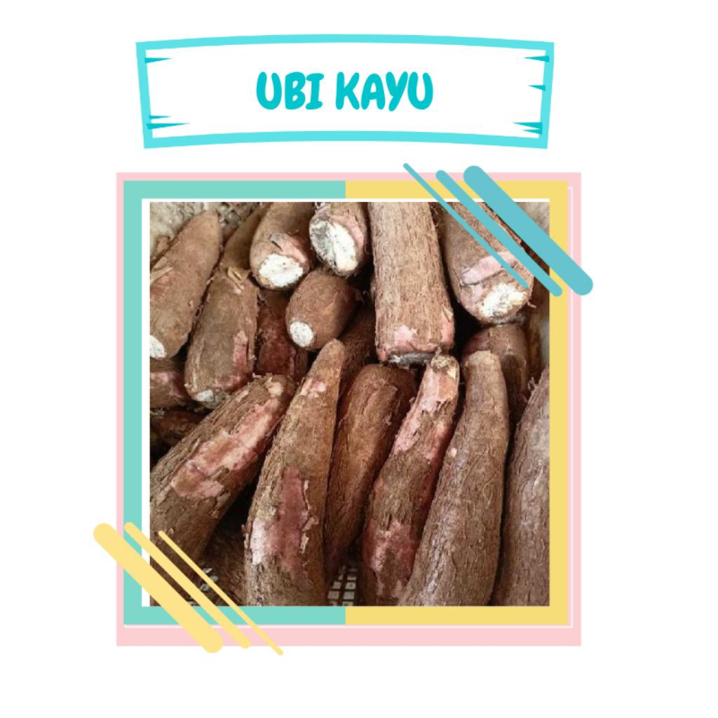 

Ubi kayuu