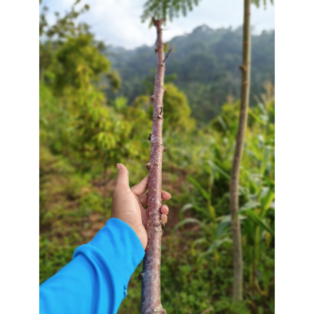 10 batang bibit singkong varietas mentik/ ketela Ketan, pulen legit cocok buat tape dan olahan lain