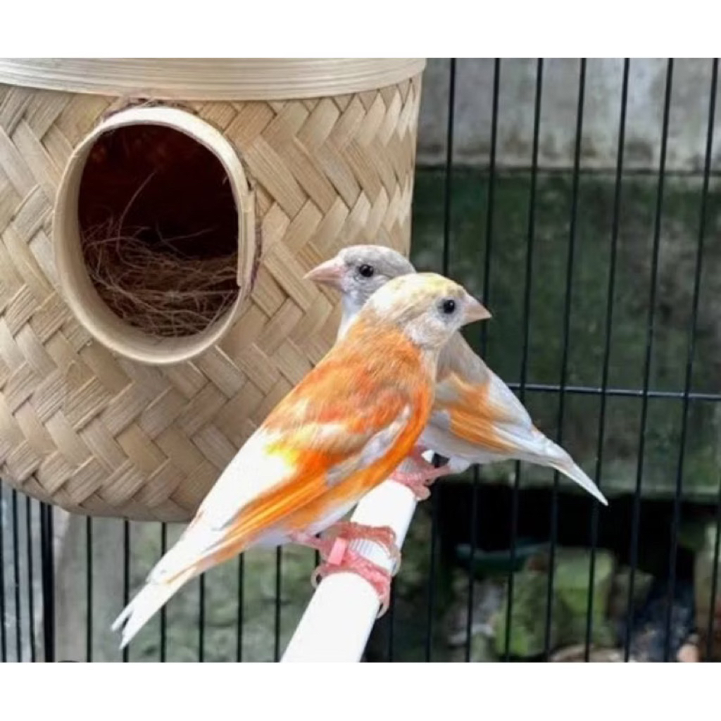 Burung red siskin double dilut trotol jantan