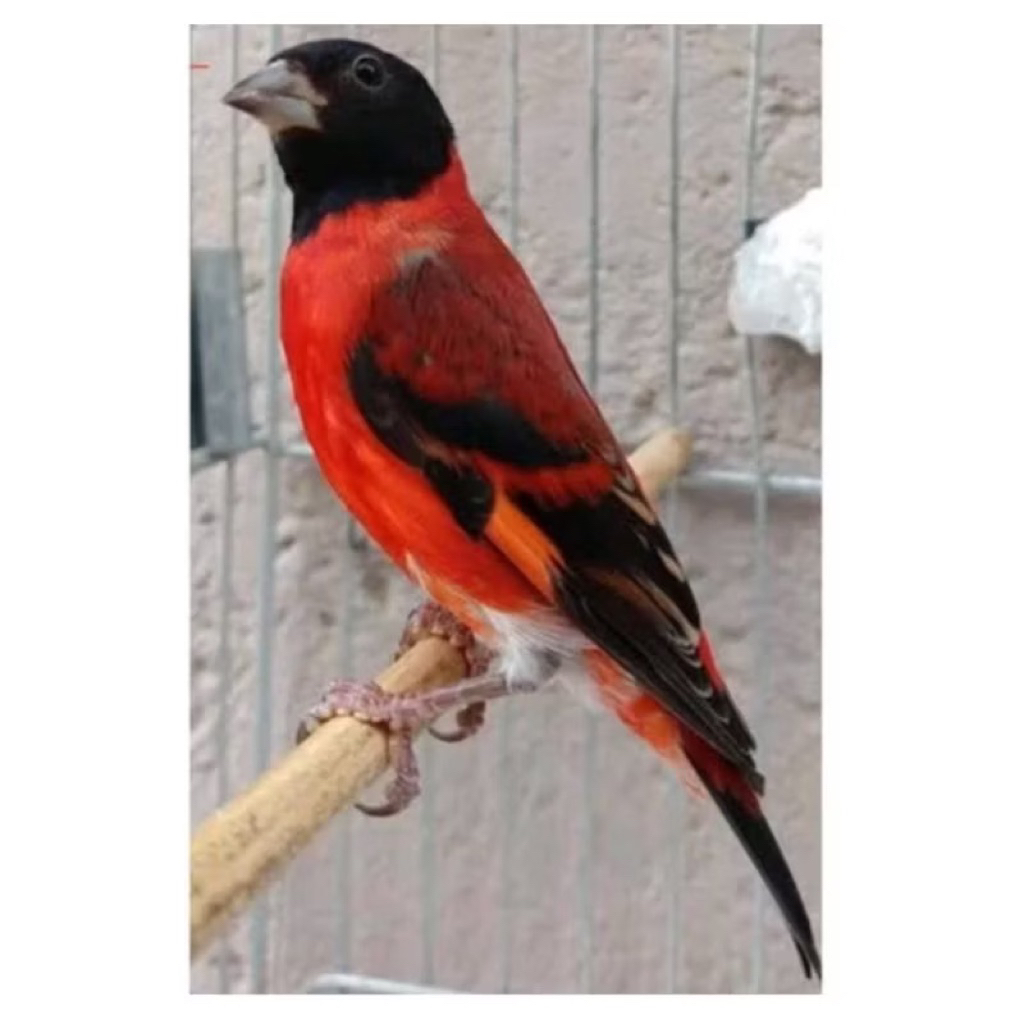 BURUNG RED SISKIN KlASIK JANTAN gacoran pilihan