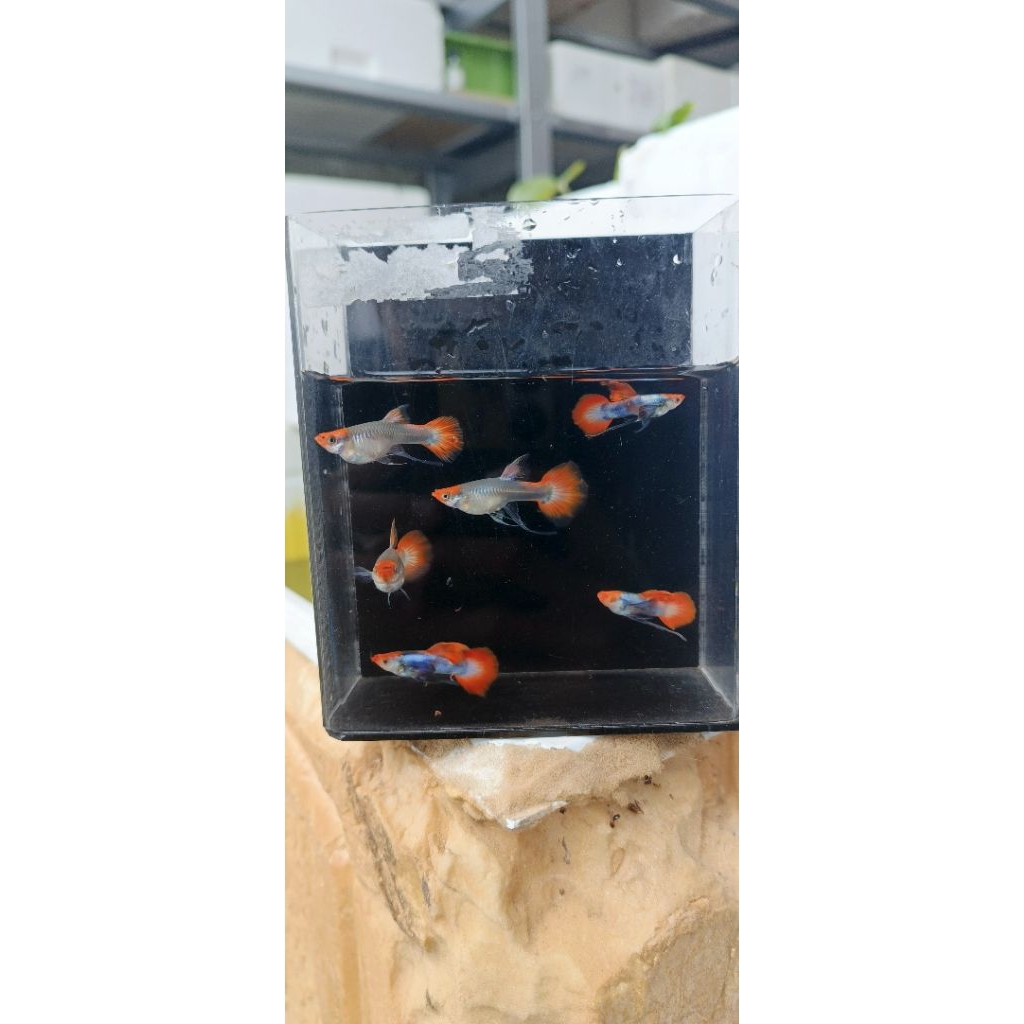 Hiasan Aquarium Guppy Prt koi ribbon