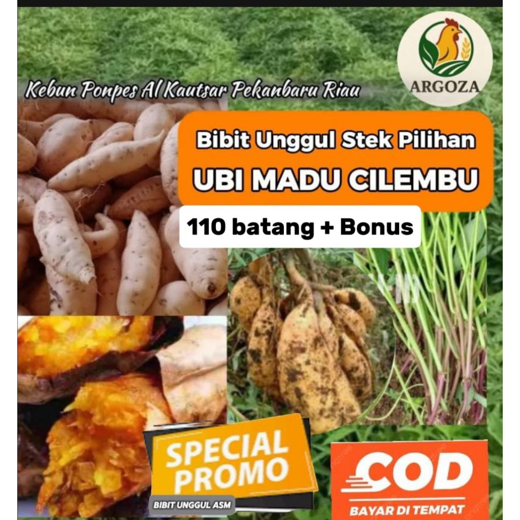 

Bibit Ubi Madu Cilembu Unggul ASM, sebanyak 110 stek pilihan + Bonus