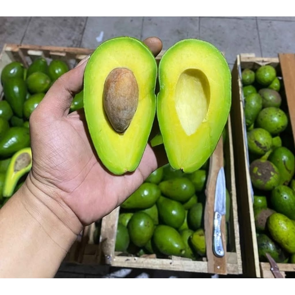 

ALPUKAT MENTEGA PADANG 1kg isi 6pcs