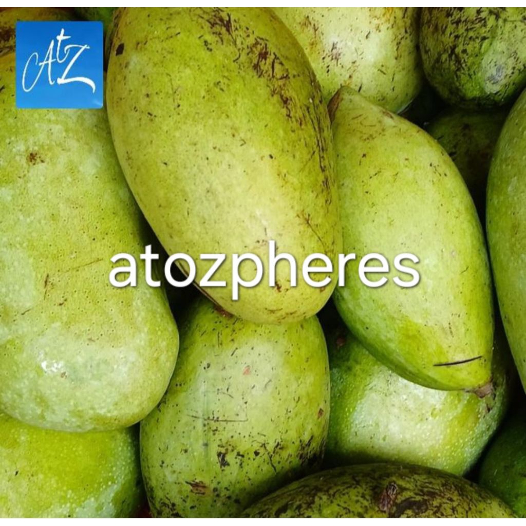 

Buah mangga muda rujak segar pilihan fresh sour mango 1kg