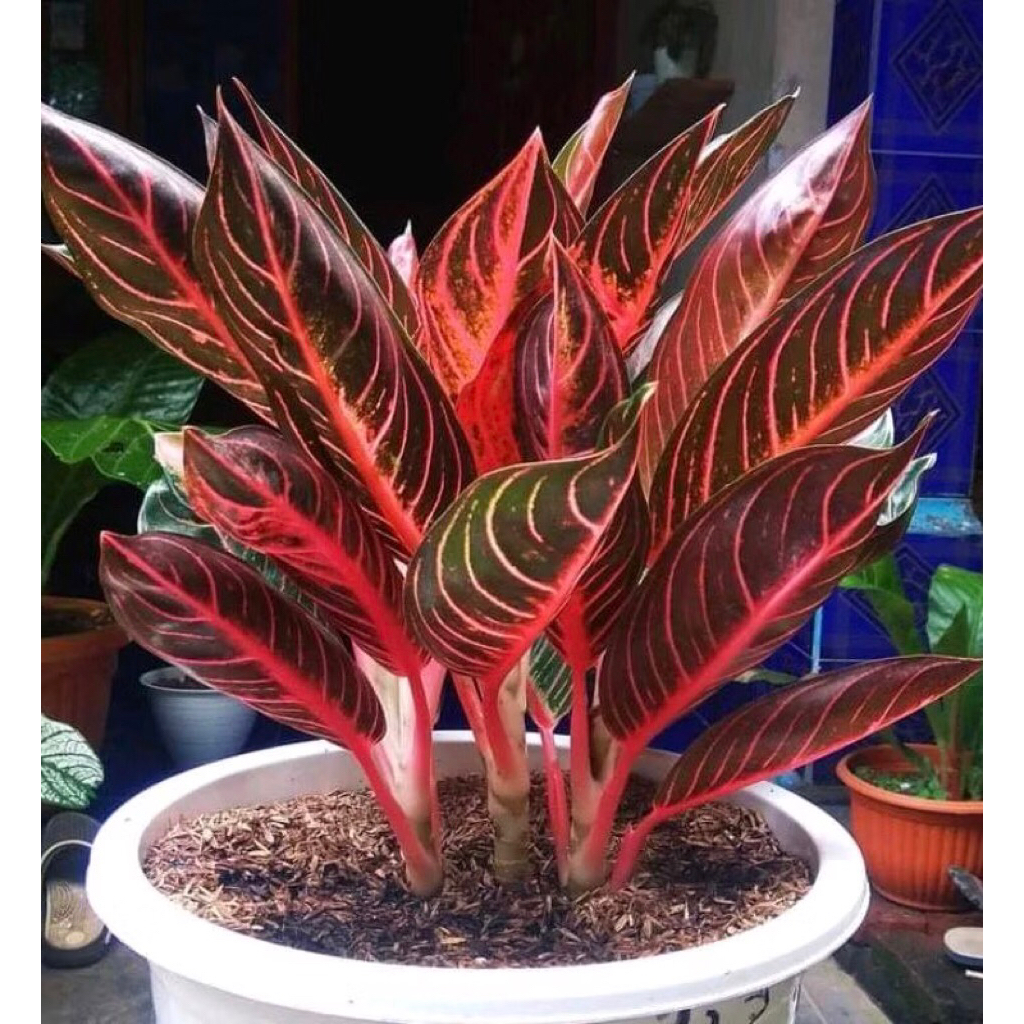 aglonema pos (pride of Sumatra) / aglonema red Sumatra ukuran remaja