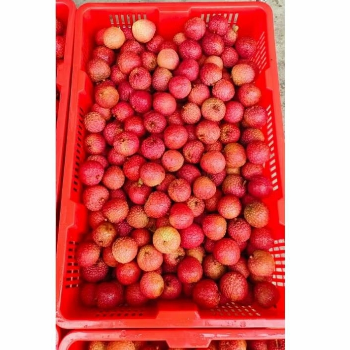 

LECY Merah AYU (Kulit tidak mudah coklat)