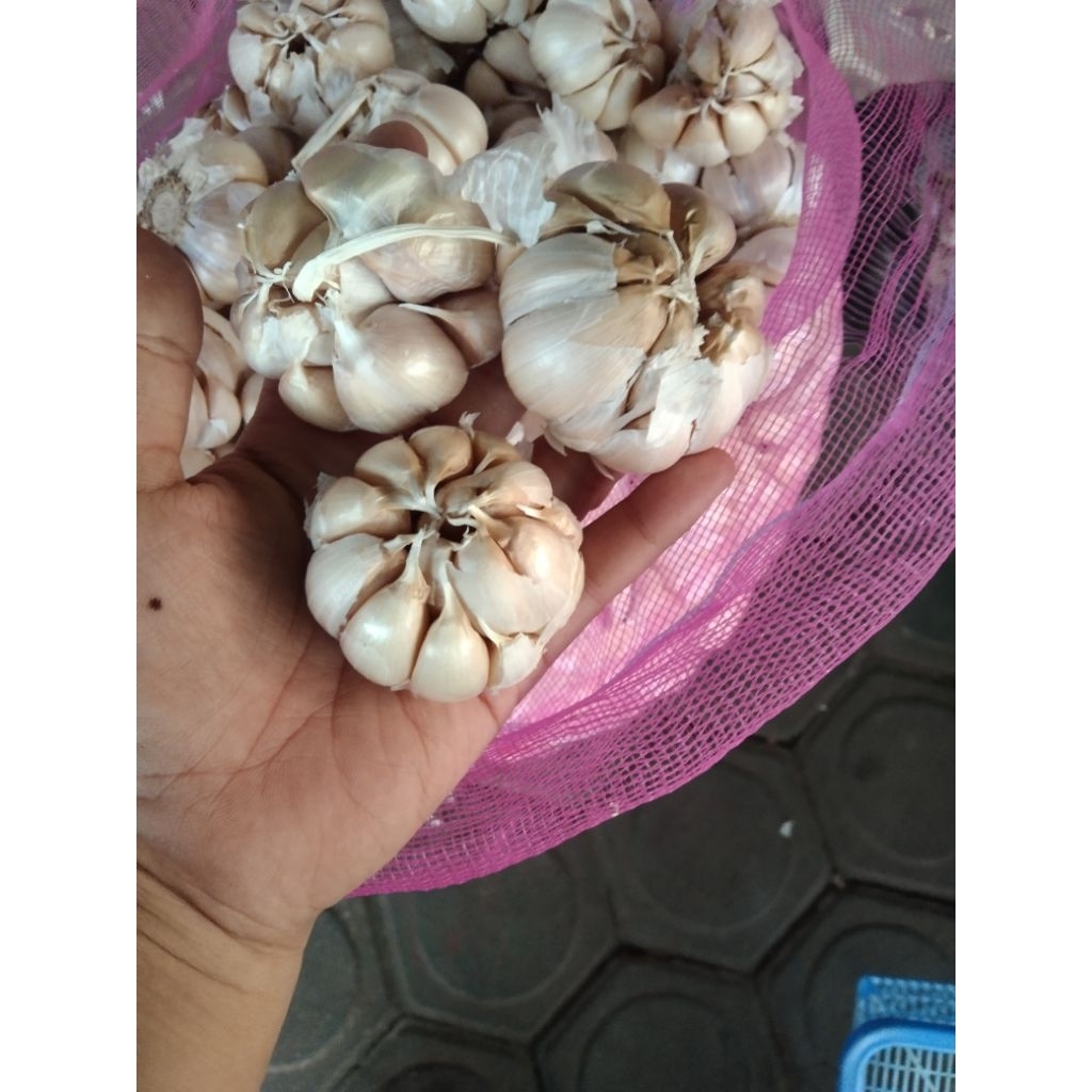

bawang putih