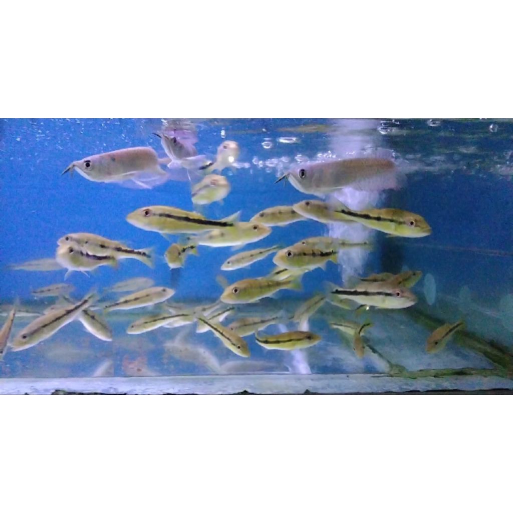 pbass pinima 9-10 cm doyan pelet ✅