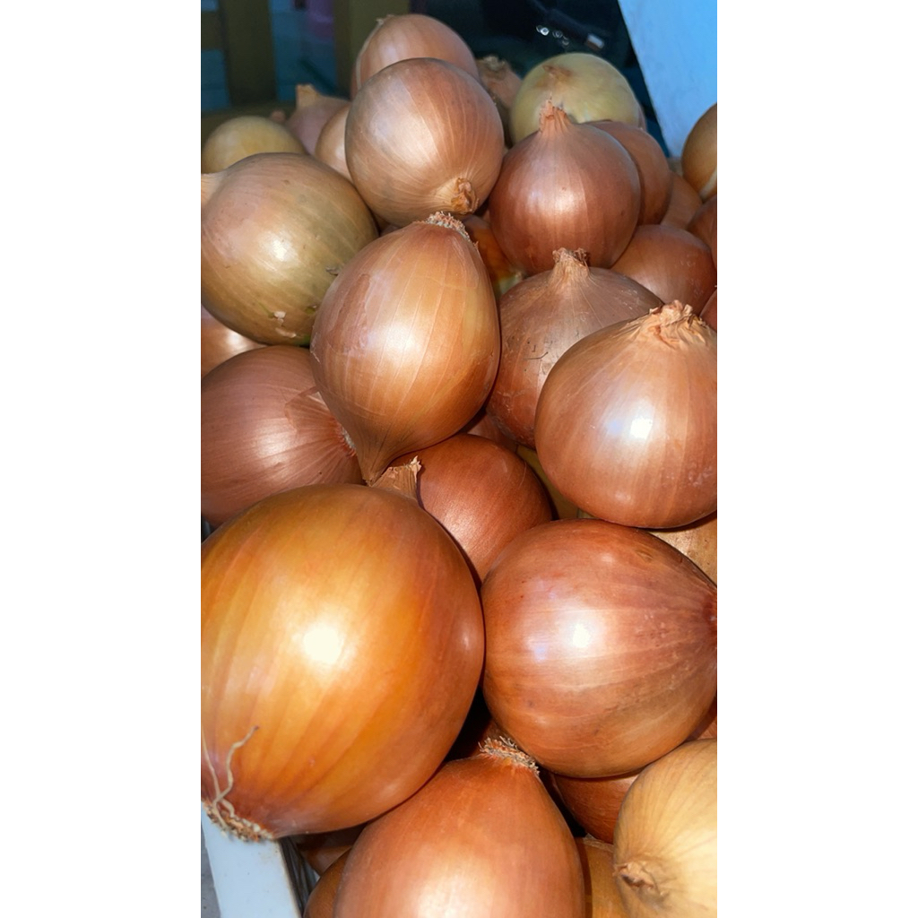 

BAWANG BOMBAI IMPOR KUALITAS TERBAIK HARGA TERMURAH