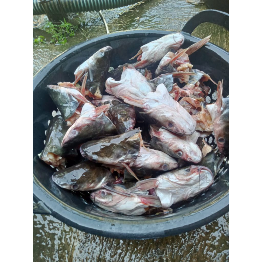 

Kepala Patin 1kg