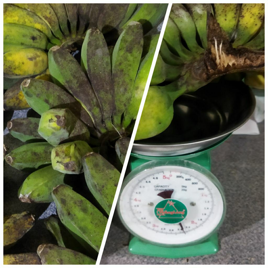 

Pisang kepok kuning TUA MATANG POHON -+2KG