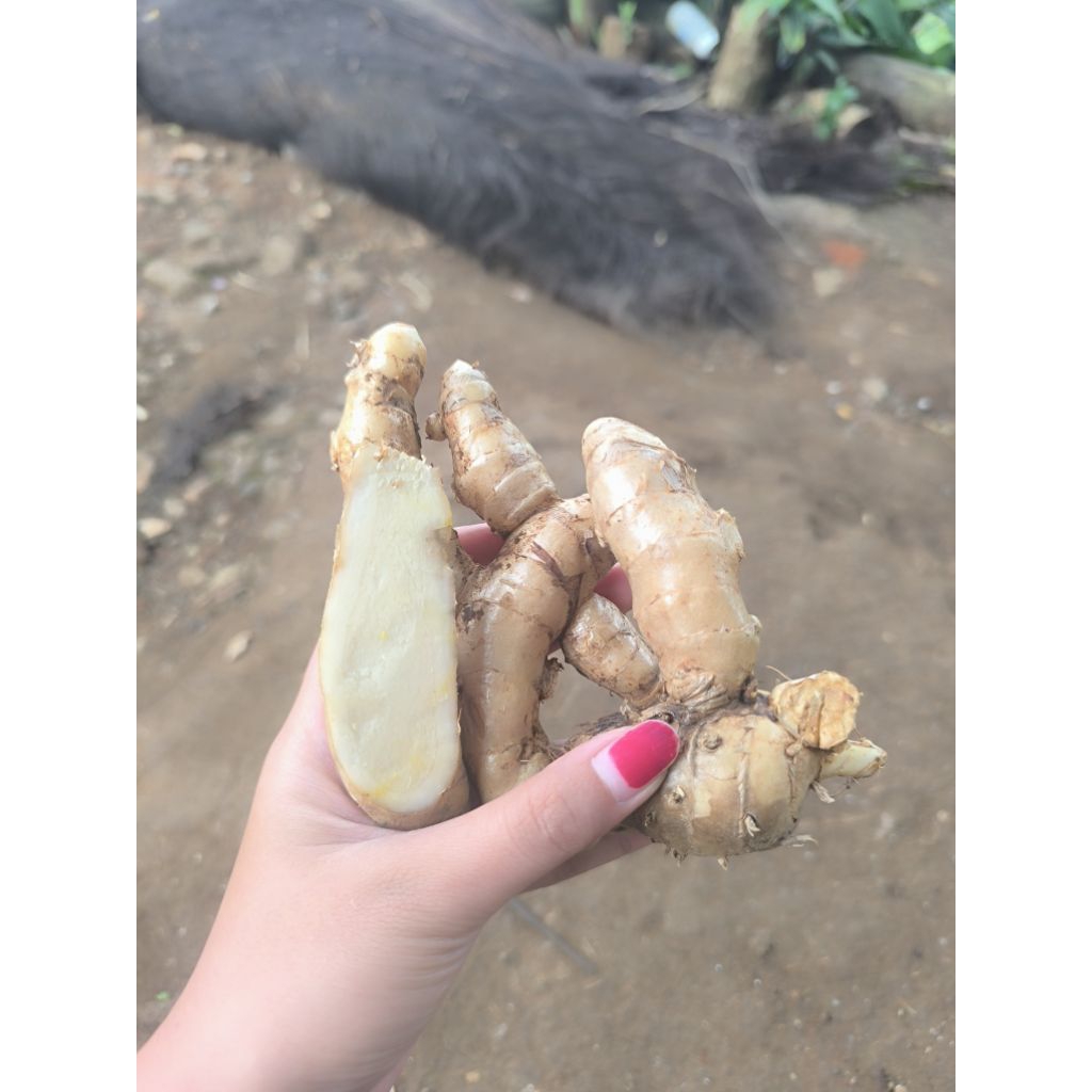 

temu putih segar organik 100% 1 kg