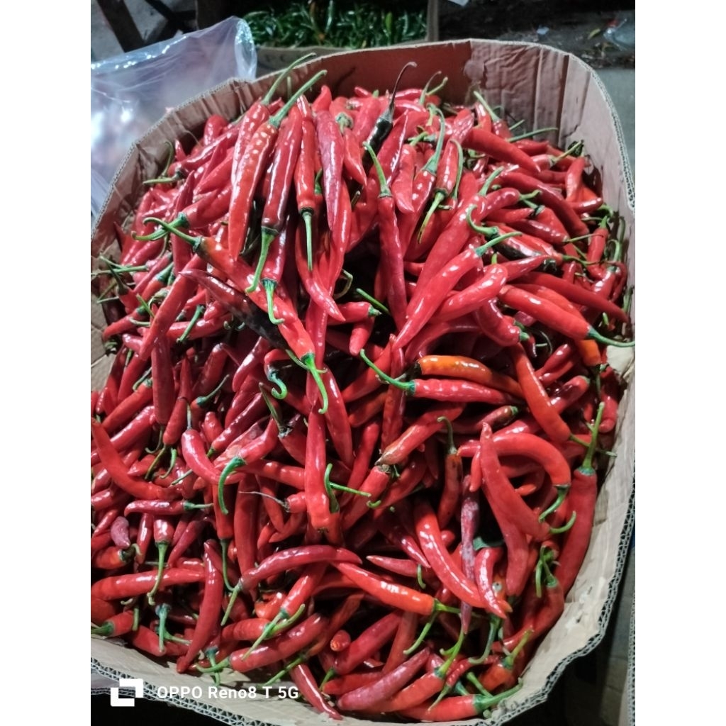 

Cabe merah besar 250grm