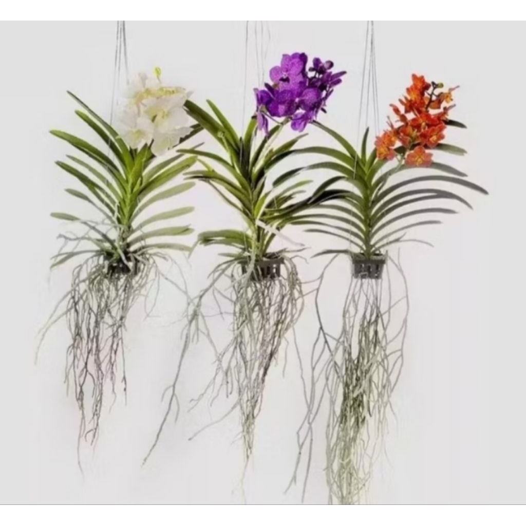 PROMO 3 ANGGREK RYCHONTYLIS GIGANTEA ANGGREK VANDA DEWASA RANDOM