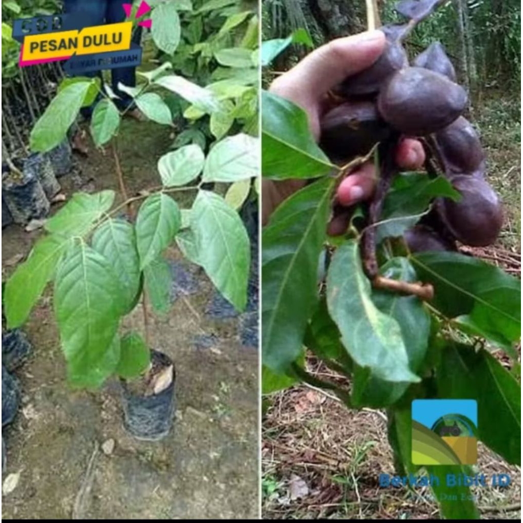 Bibit tanaman jengkol okulasi