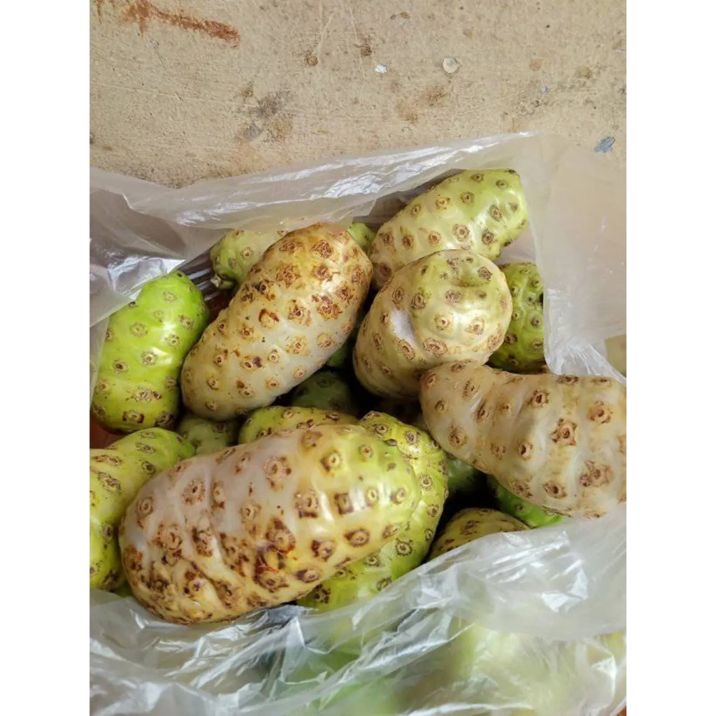 

Buah Mengkudu Segar (Pace) – Herbal Obat Tradisional – Paket 2 Buah 10k