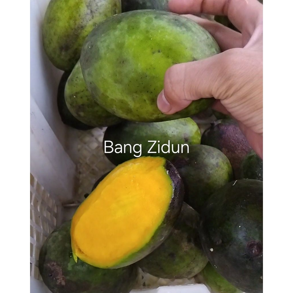 

Buah kaweni langka, matang, stok terbatas