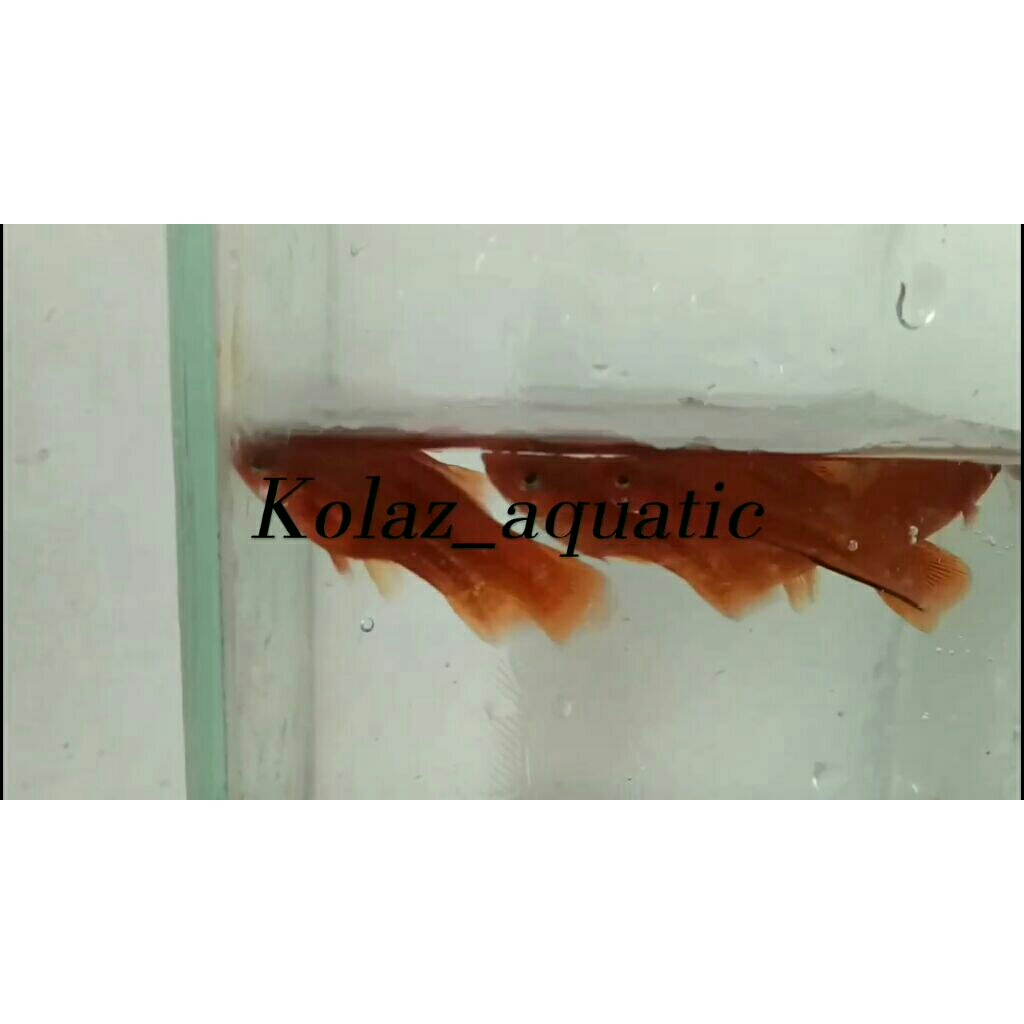 Ikan Platy Swordtail Red 4 Ekor