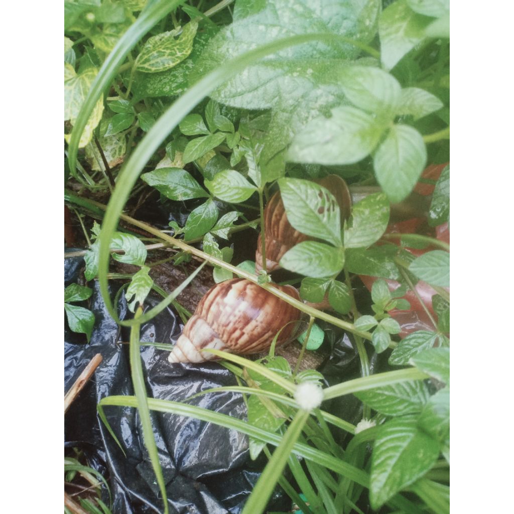 

Bekicot hidup di alam liar