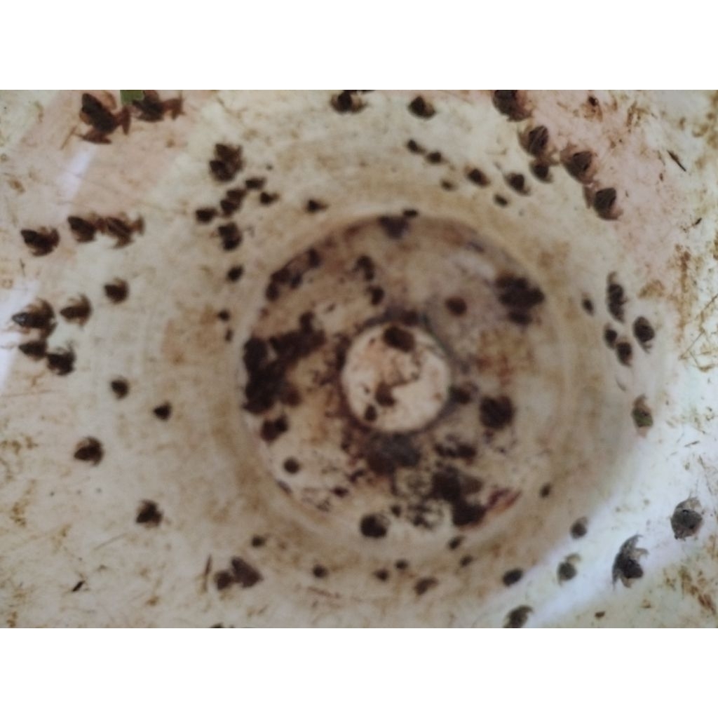 stiker katak sawah(termurah)