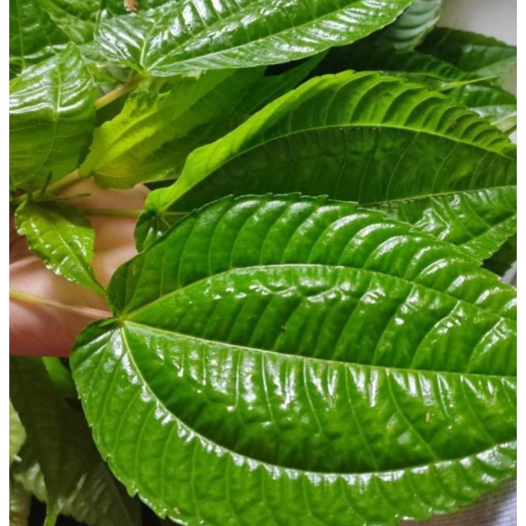 

daun pohpohan(lalapan) segar 500 gram