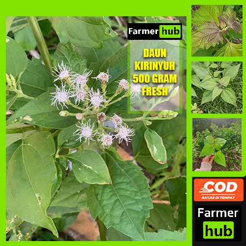 

Promo Daun kirinyuh segar 500 gram herbal alami farmer hub