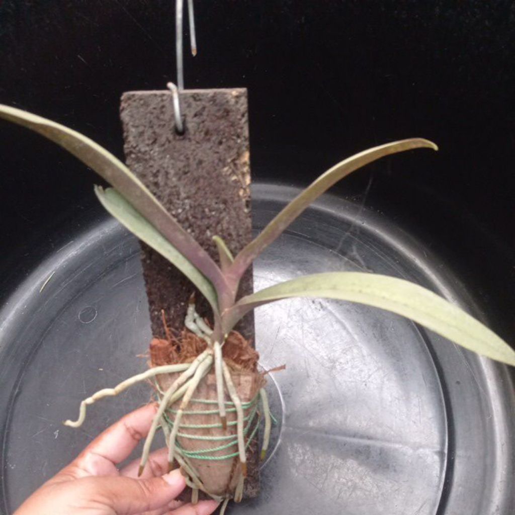 Anggrek Doritis lidah merah