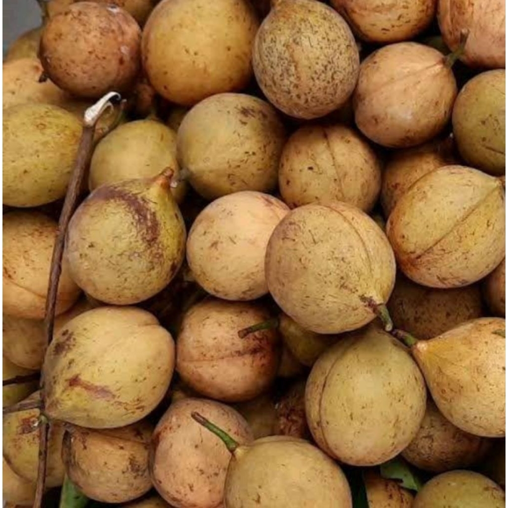 

buah pala tua segar 1 kg super