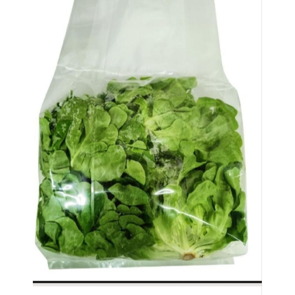 

Highland Salanova Oakleaf Green Pack 500gr